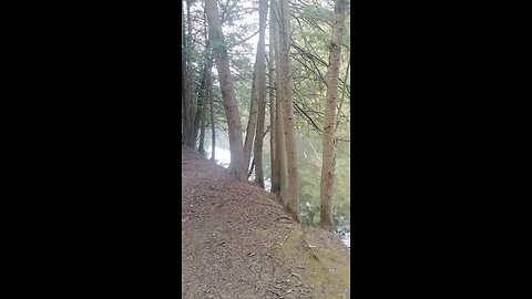 Along another trail enjoying nature #ASMR #nature #asmrsounds #forest #walking #hiking
