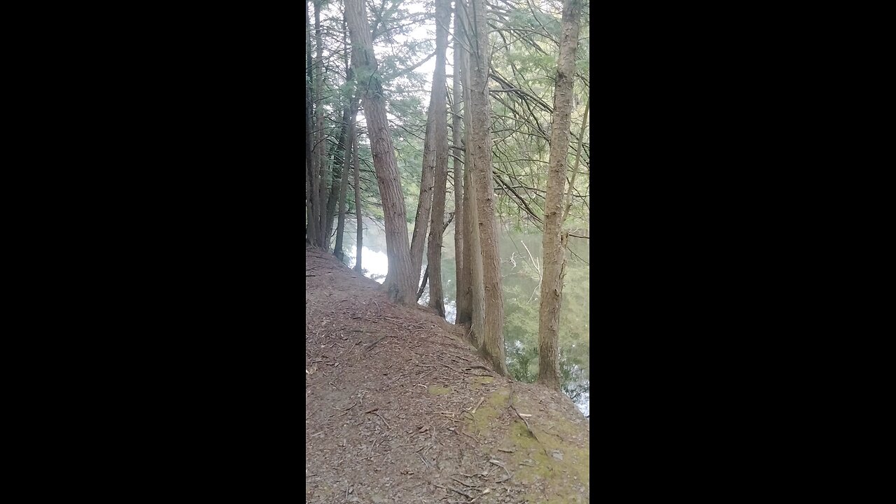 Along another trail enjoying nature #ASMR #nature #asmrsounds #forest #walking #hiking