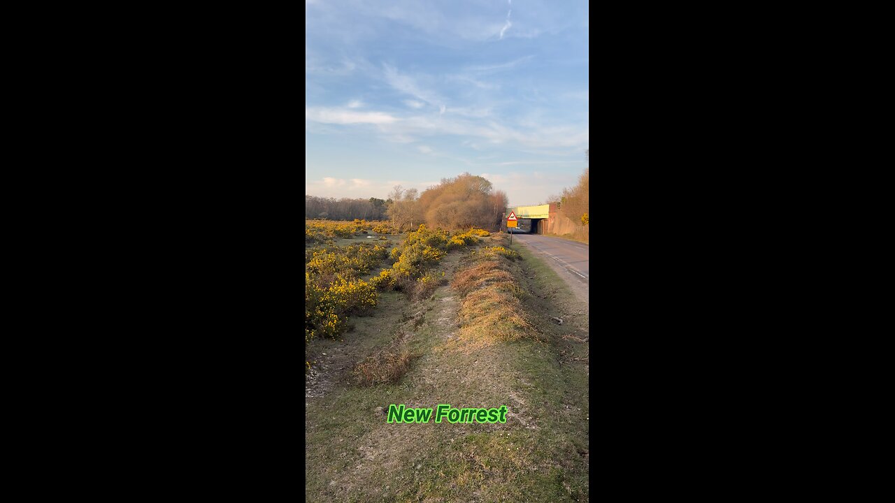Zachód słońca w New Forrest.