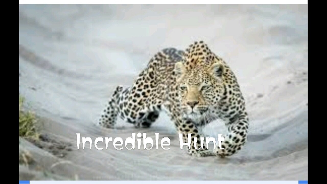 Most Incredible animal's HUNT !!! Leopard Stalking
