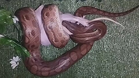 Feeding the Snake with the Mouse