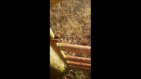 Cute Kitty Cat Atop Fence Post Living Her Best Life | A Cute Friend for Life LOVE 💜