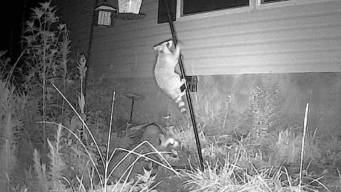 Baby Raccoons Foraging And Climbing