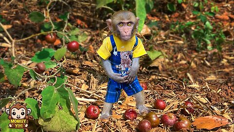 Naughty monkey YiYi secretly eats wild fruits makes grandpa very worry