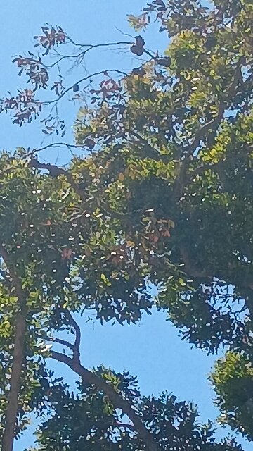 draccopter stalking Christian Humans on a Sunday