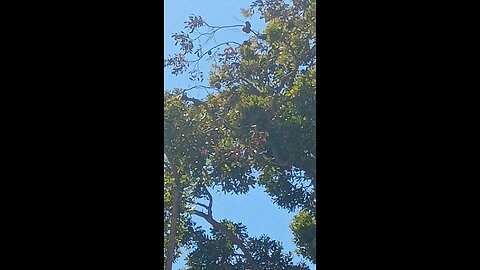 draccopter stalking Christian Humans on a Sunday