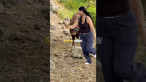 The Animals #funnyanimals #animals #pets #shorts