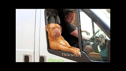 The FUNNIEST ANIMAL VIDEOS - NO ONE can win this TRY NOT TO LAUGH CHALLENGE!