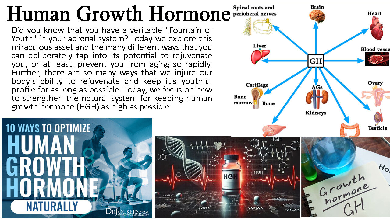 Human Growth Hormone Function