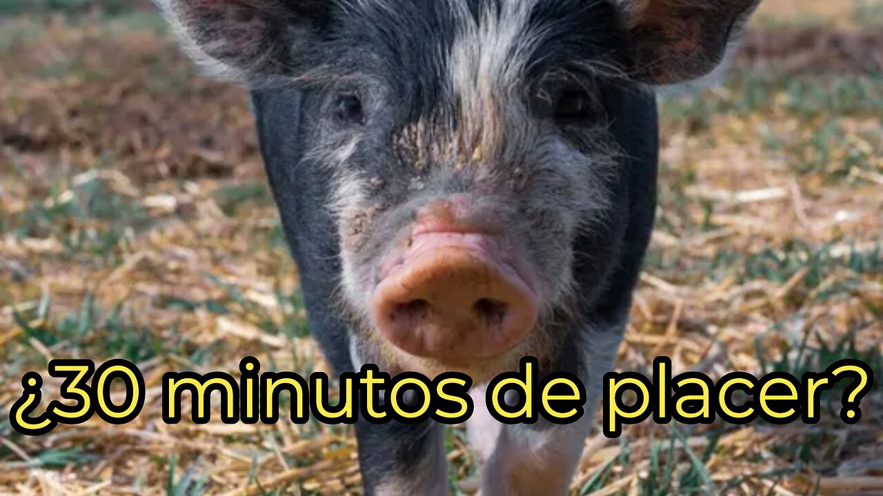 Realmente los cerdos tienen orgasmos tan largos? 🤔🐖