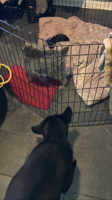 Baby Sees Her Great Aunt