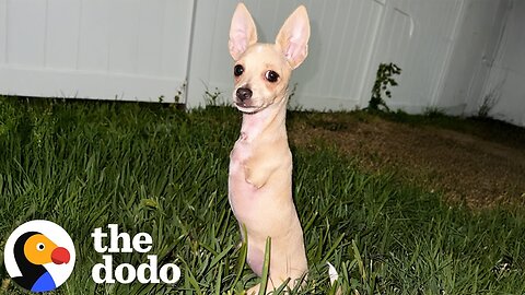 Chihuahua With Two Legs Is Unstoppable | The Dodo