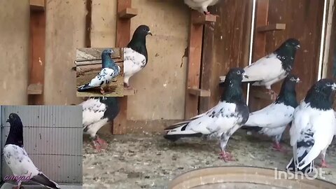 Best Pskistani pigeon