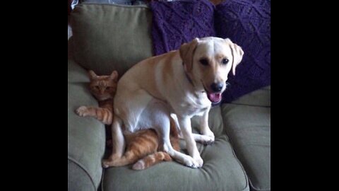 Cat bullying dog😂