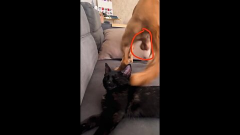 Dogs vs Cats 😂 The Ultimate Funny Battle!