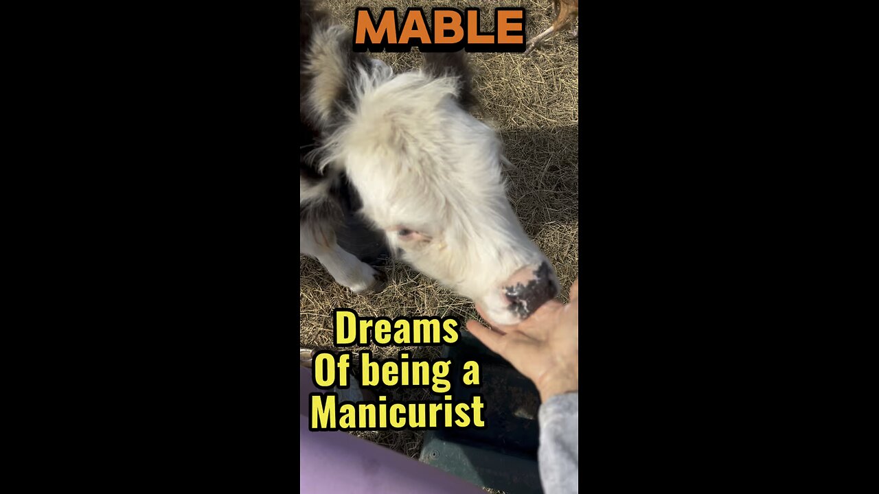 Get your mini cow manicure at Hartland Oaks!