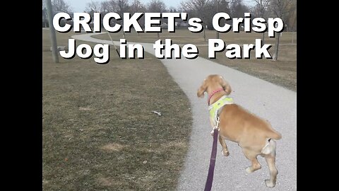 Cricket's Crisp Springtime Jog down the Pathway and through the Muddy Park | Mar 2025