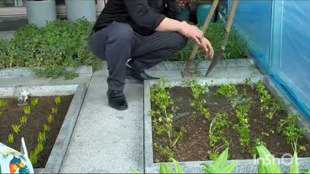 HOW TO GROW CORIANDER MOST LIKELY AND FAST GROWING 💗💗💗❤️😍