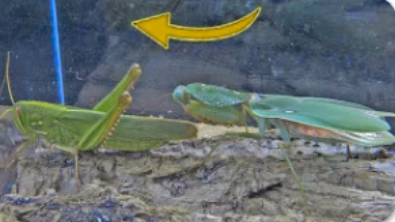 Kung Fu Mantis VS Giant Locust