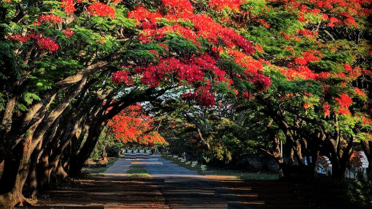 Trees planted by Imperial Russian Army, while local desire the barren Arabian deserts