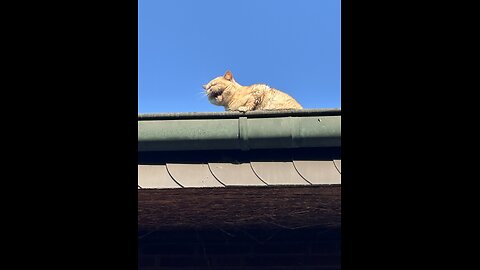 My cat needs help😂