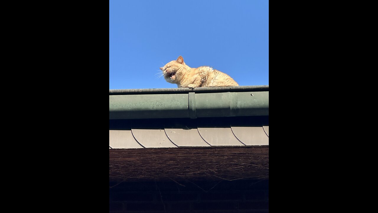 My cat needs help😂
