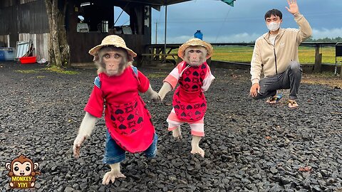 Touching! YiYi and YinYin say goodbye to the coffee farm and go home