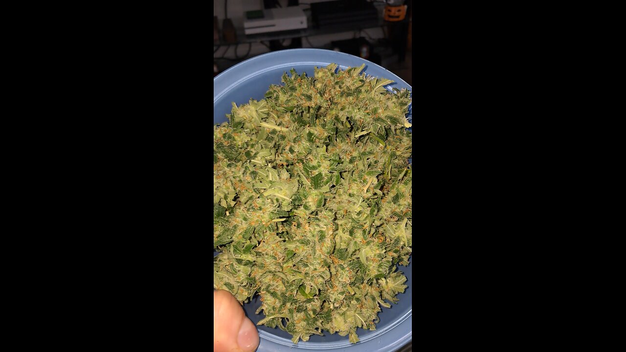 two buds in a jar grow