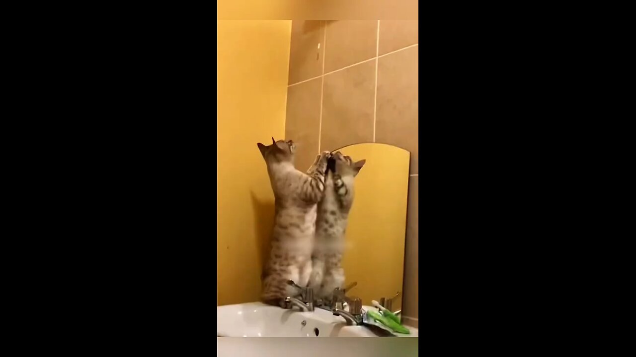 Chairman Meow