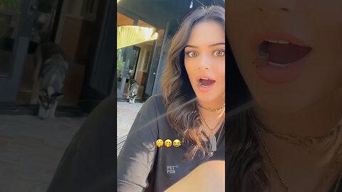 Funny Animals #funnyanimals #animals #pets #shorts