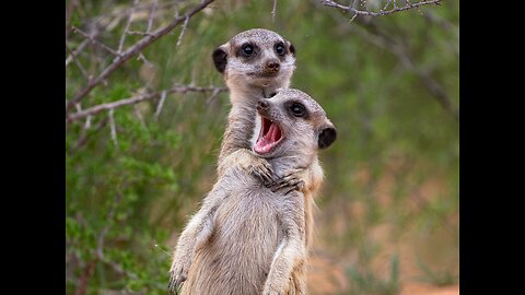 Funny animal conversation