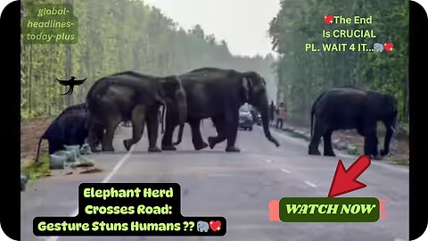 🐘Elephant Herd Crosses Road: Matriarch's Emotional "Thank You" global-headlines-today-plus