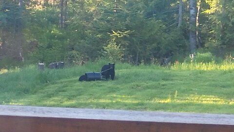 more bear