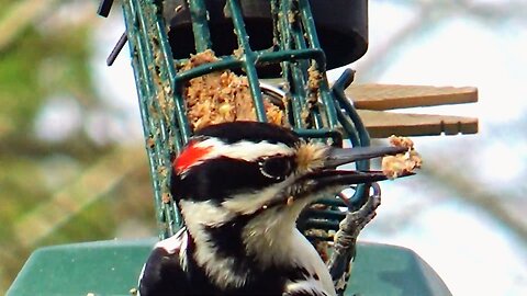 Hairy Woodpecker