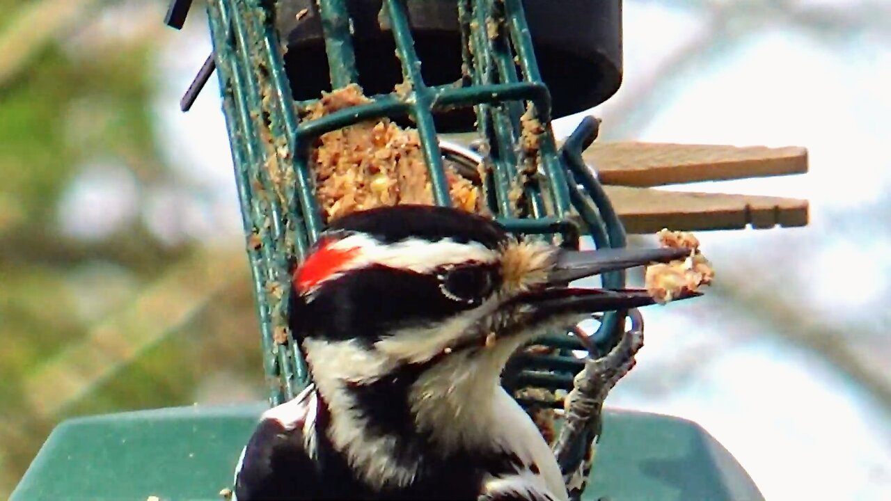 Hairy Woodpecker