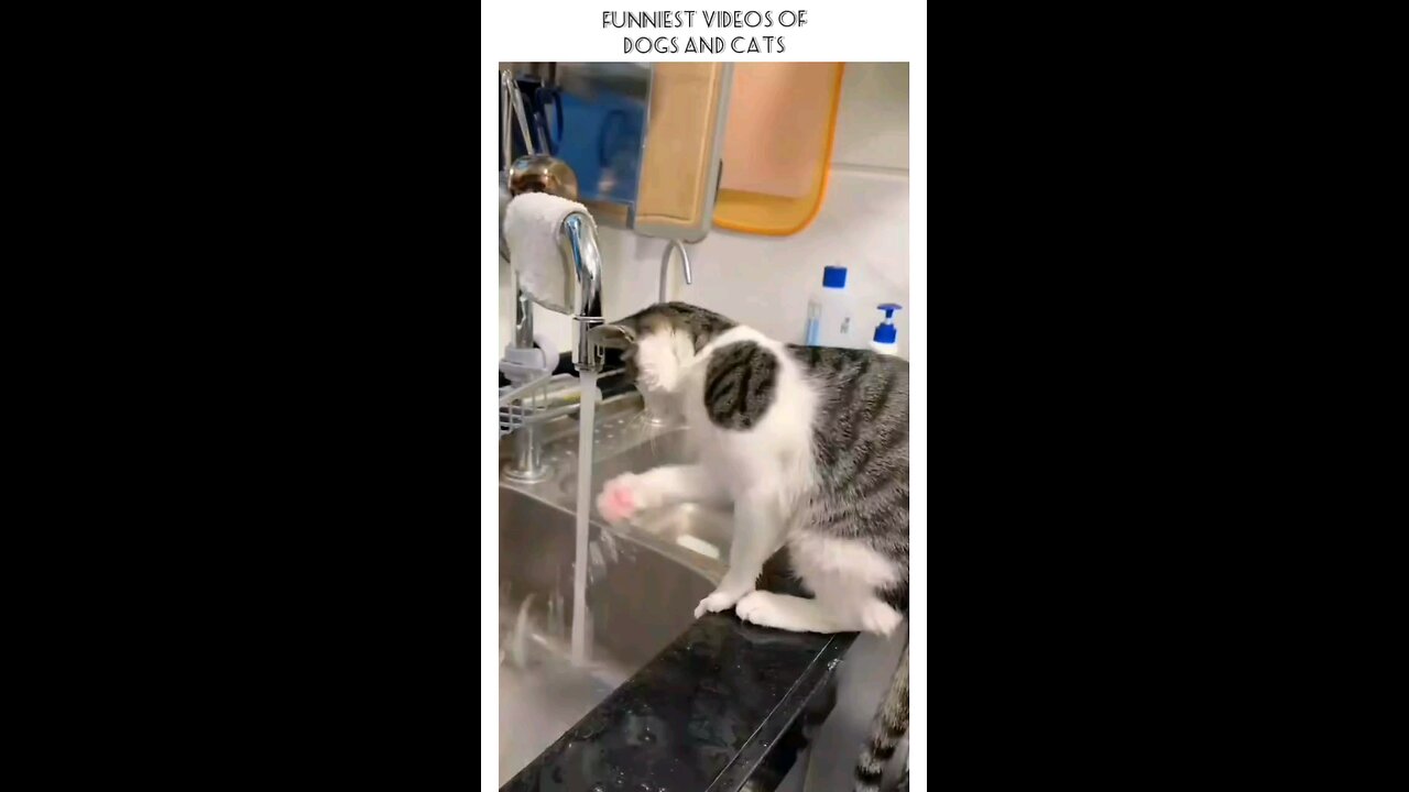 🥰 This Cat’s Reaction Will Shock You! This Cat Deserves an Oscar for Drama!