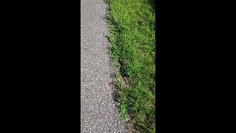 rat snake