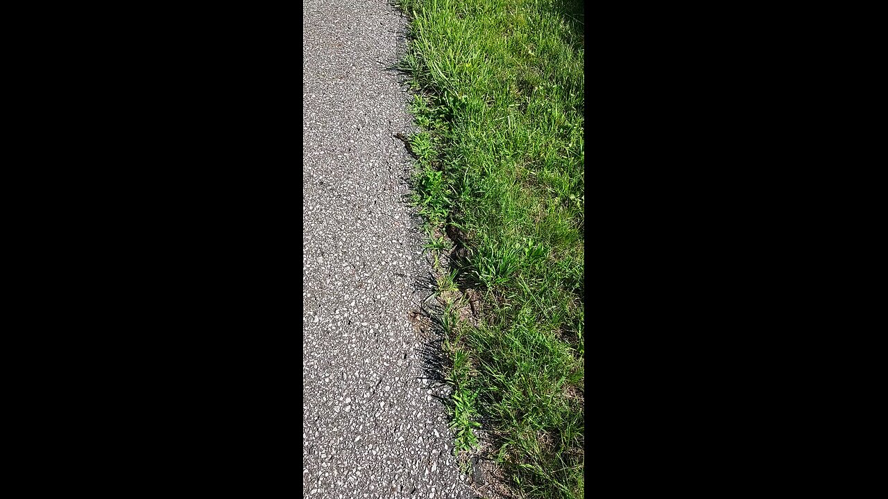 rat snake