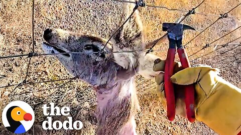 Angry Buck Stuck Gets Cut Free From A Wire Fence | The Dodo