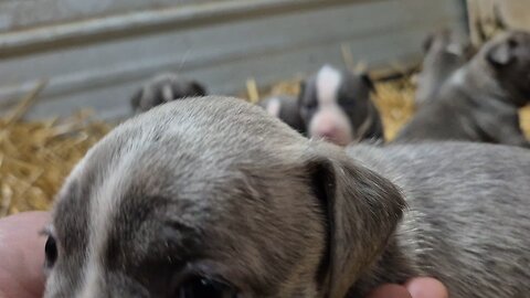 Merida and stoic puppies!
