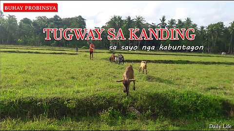 Daily Life: Buhay Probinsya - Tugway sa Kanding sayo sa kabuntagon