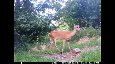 Deer Cam 08-04-2025 Doe Close At End. Game Cam Trail Cam