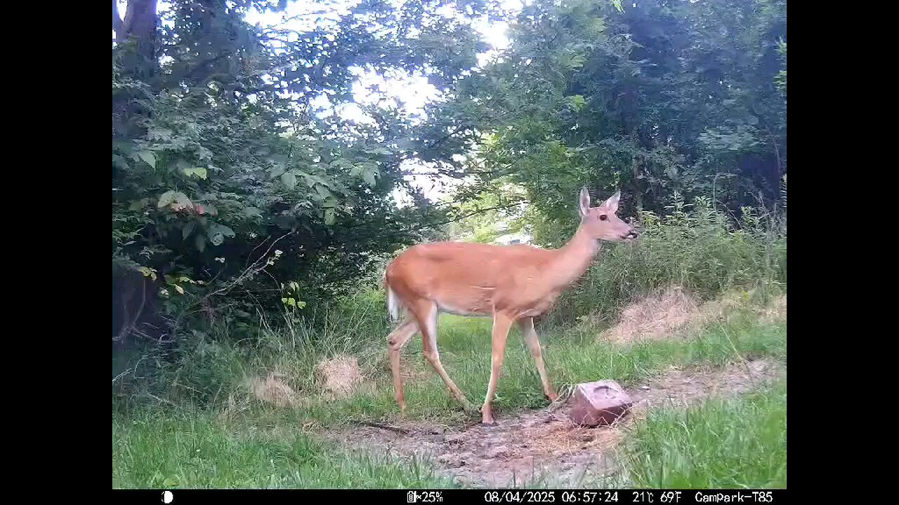 Deer Cam 08-04-2025 Doe Close At End. Game Cam Trail Cam