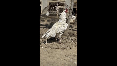 Chicken