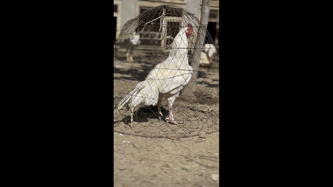 Chicken