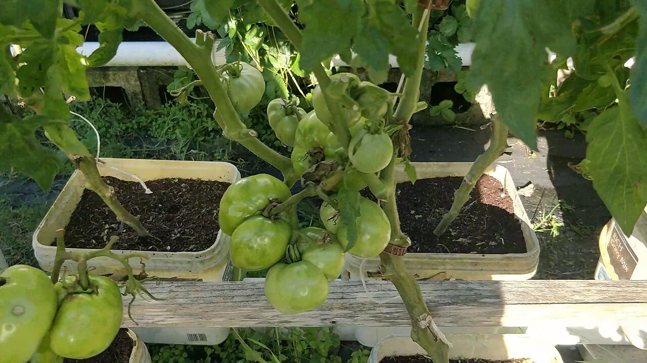 Last Tomatoes Of The Season