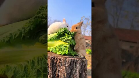 A naughty and cute little rabbit Cute pet debut plan Rabbit Pastoral cute pet