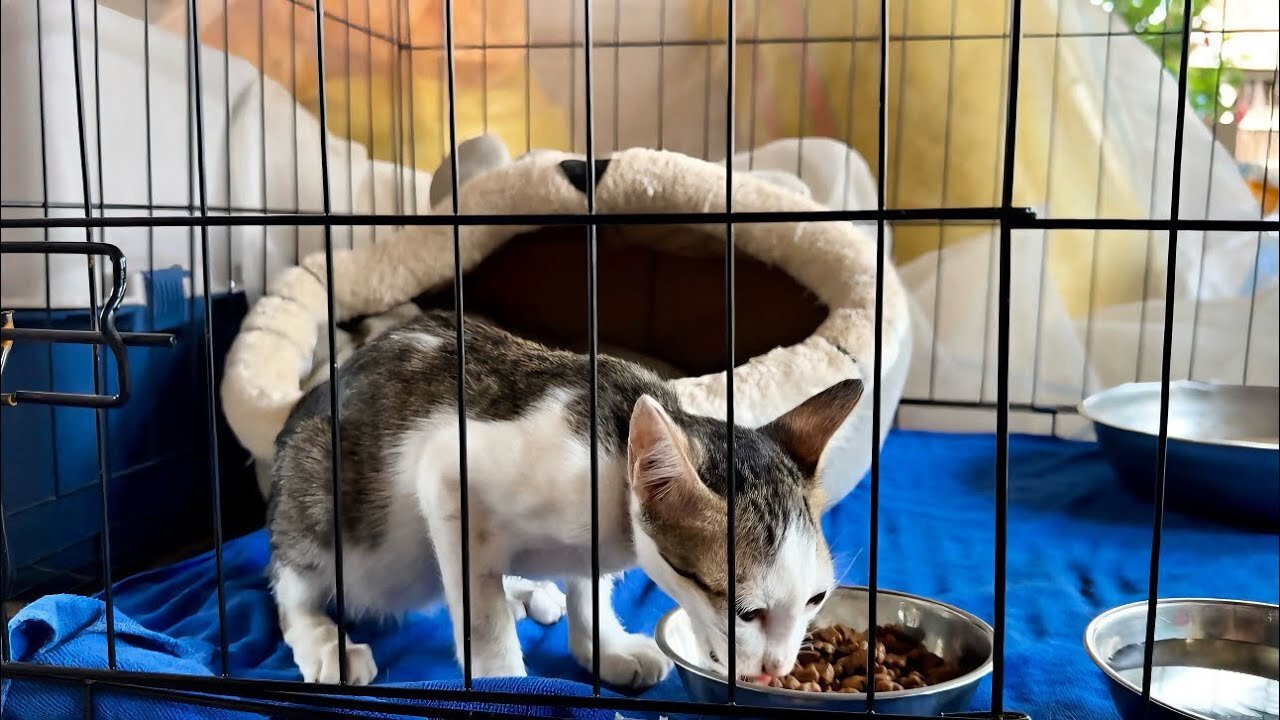 Update - LuLu is Back from the hospital! She is Better and keeps her treatment at home