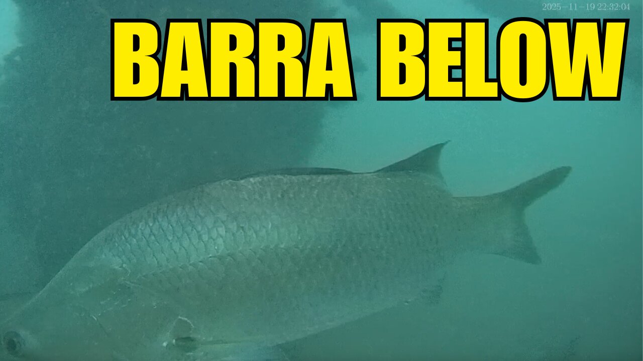 What's under Palm Cove Jetty. Northern Australia