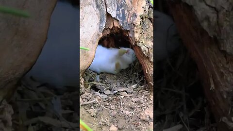 Little rabbit opens the door obediently, cute pet debut plan, rabbit, pastoral cute pet